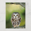 Search for sawing vertical postcards Animal