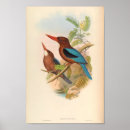 Search for kingfisher painting posters John gould