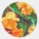 Search for begonia stickers Floral