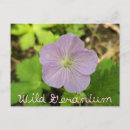 Search for geranium postcards Nature