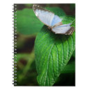 Search for blue morpho Plant