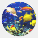 Search for blue coral reef stickers Ocean