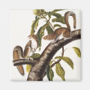 Search for gray squirrel magnets Wildlife