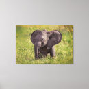 Search for kenya canvas prints Elephant calf