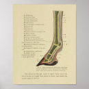 Search for horse skeleton posters Bones