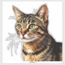 Search for brown tabby cat stickers Animal