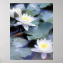 Search for waterlily posters Water lilies