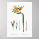 Search for vintage spring flowers posters Botanical