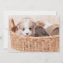Search for corgi thank you cards Canine