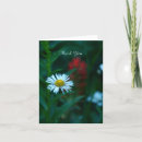 Search for white daisies cards Blank