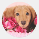 Search for dachshund puppy stickers Doxie