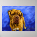 Search for mastiffs posters Dogue de bordeaux