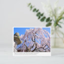 Search for cherry postcards Flower