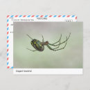 Search for entomology postcards Spider
