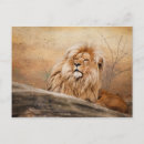 Search for lion postcards Wildlife