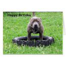 Search for bull terrier birthday cards Pet