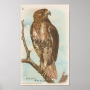 Search for red tails posters Vintage
