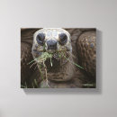 Search for tortoise canvas prints Wildlife