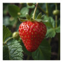 Search for healthy food posters Red