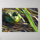 Search for green frog posters Lake