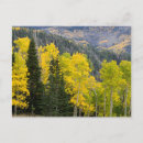 Search for deciduous postcards Conifer