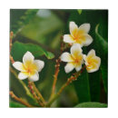 Search for frangipani tiles Tropical