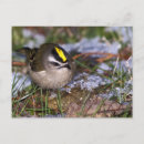 Search for kinglets Cute