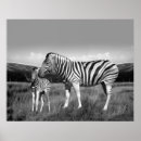 Search for zebra posters Wild life