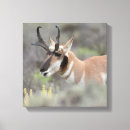 Search for danita delimont canvas prints Fawn