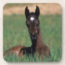 Search for arab coasters Horse