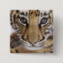 Search for cub square badges Animal