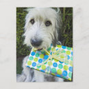 Search for looking at camera cards Animal