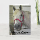 Search for fillies cards Photography