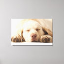 Search for labrador retriever memorial Animal