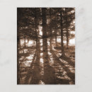 Search for sun ray postcards Woods