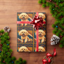 Search for bichon frise wrapping paper Cute