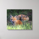 Search for wild fox canvas prints Animals in the wild