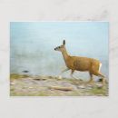 Search for doe postcards Nature