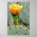 Search for prickly posters Desert