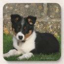 Search for bob coasters Dog