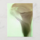 Search for romantic postcards Flower