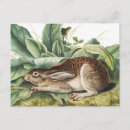 Search for hare paintings postcards Rabbit