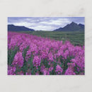 Search for yukon canada postcards Nature