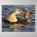 Search for eider Arctic