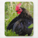 Search for backyard electronics Pet