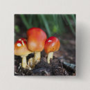 Search for mushrooms badges Amanita