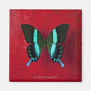 Search for blue butterfly magnets Wildlife