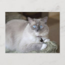 Search for ragdoll postcards Cute