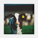 Search for holstein magnets Animal