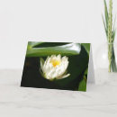 Search for lilypad cards Waterlily
